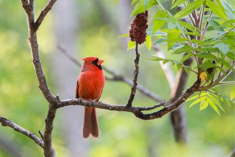 Meaning of Red Cardinal at Window 