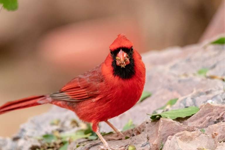 Red Cardinal Meaning Death 