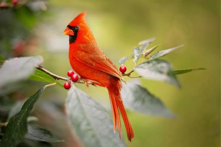 Is It Good Luck When You See a Red Cardinal? 