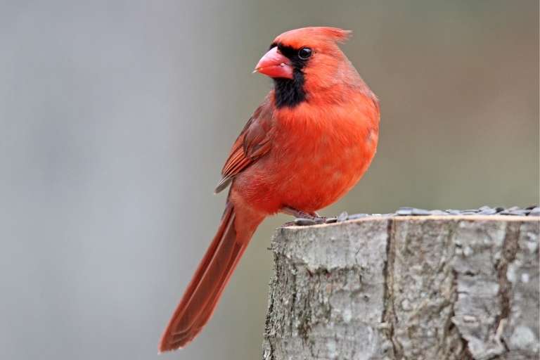 What Do Cardinals Symbolize in Spirituality? 