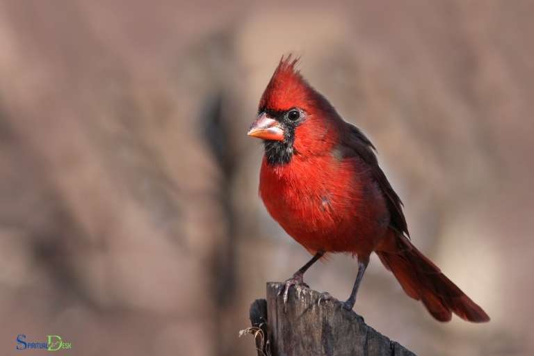 What Does It Mean When a Red Cardinal Visits You?