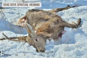 Dead Deer Spiritual Meaning: Life Transformations, Healing!