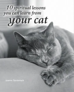 10 Spiritual Lessons from Your Cat: Mindfulness!