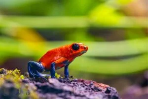 fear of frogs spiritual meaning