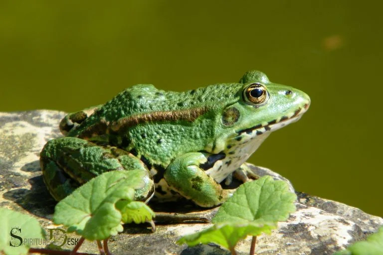 frog in the house native american spiritual meaning