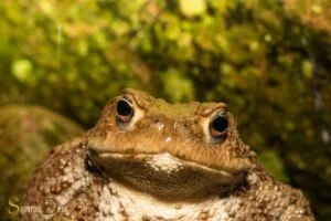 frog toad spiritual meaning