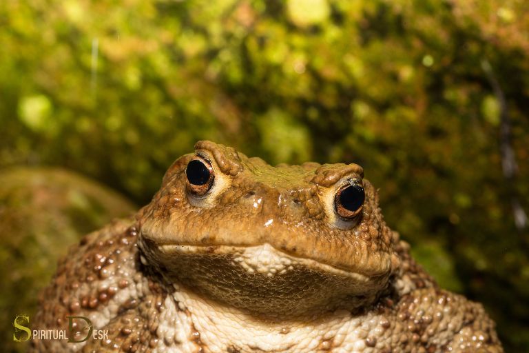 frog toad spiritual meaning