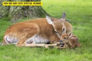 Mom And Baby Deer Spiritual Meaning: Loyalty!