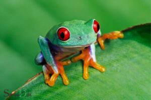 Red Eyed Tree Frog Spiritual Meaning: Adaptability!
