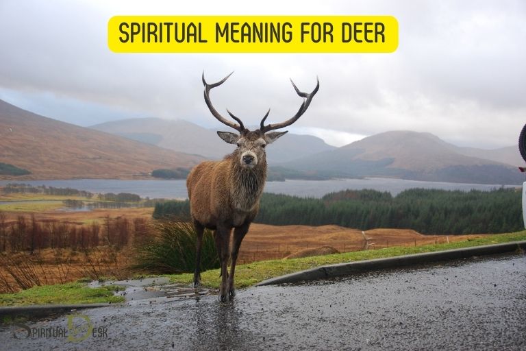 spiritual meaning for deer