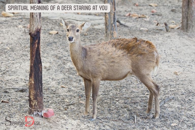 spiritual meaning of a deer staring at you
