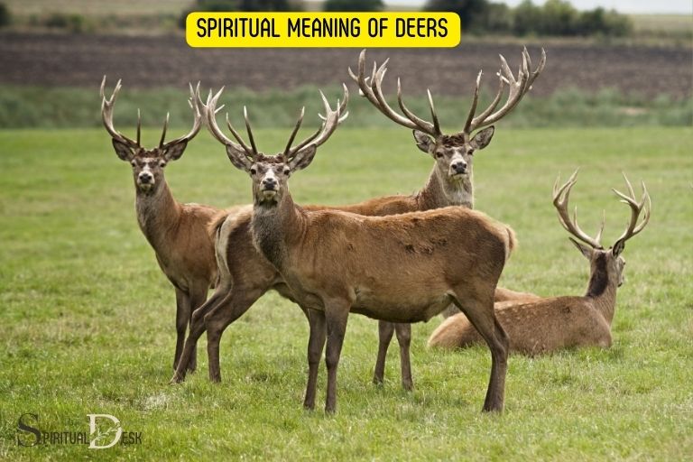 Spiritual Meaning of Deers