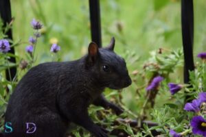 What is the Spiritual Meaning of a Black Squirrel? Power!