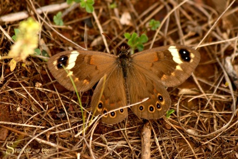 what is the spiritual meaning of a brown butterfly