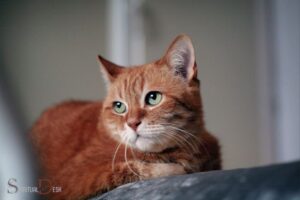 What is the Spiritual Meaning of a Cat?