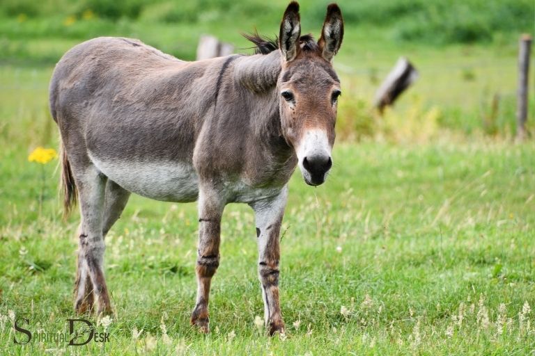 what is the spiritual meaning of a donkey