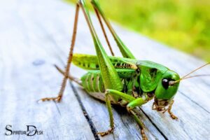 What Is The Spiritual Meaning Of A Grasshopper?