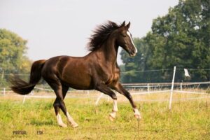What is the Spiritual Meaning of a Horse?