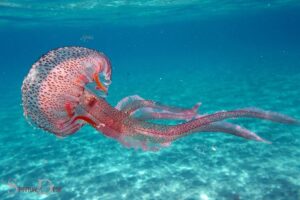 What is the Spiritual Meaning of a Jellyfish?