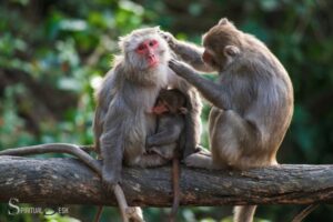 What is the Spiritual Meaning of a Monkey?