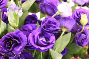 What is the Spiritual Meaning of a Purple Rose? Mystery!