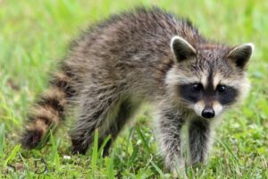 What is the Spiritual Meaning of a Raccoon?