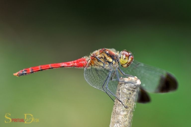 what is the spiritual meaning of a red dragonfly