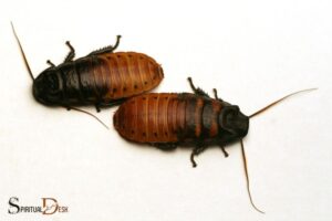 What is the Spiritual Meaning of a Roach? Resilience!