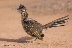What is the Spiritual Meaning of a Roadrunner? Speed!