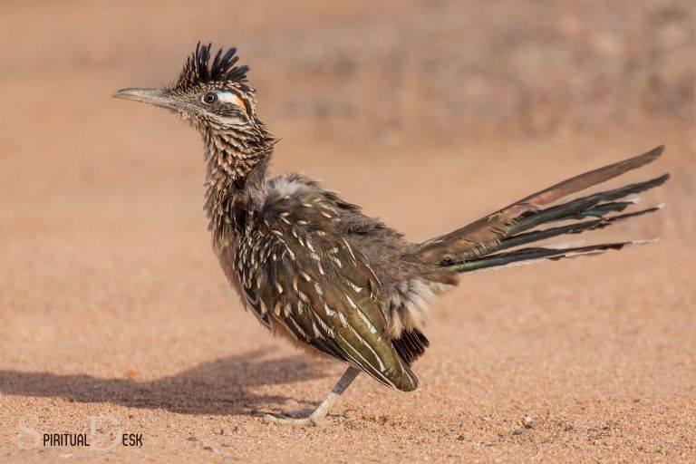 what is the spiritual meaning of a roadrunner