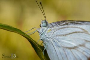 What is the Spiritual Meaning of a Silver Butterfly? Purity!