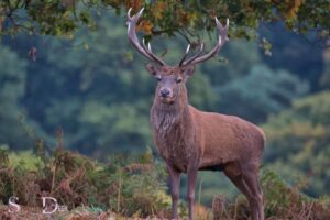 What is the Spiritual Meaning of a Stag? Intuition!