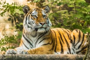 What is the Spiritual Meaning of a Tiger?