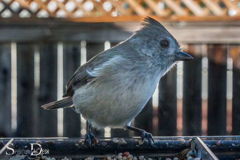 Blue Tit Spiritual Meaning And Interpretation