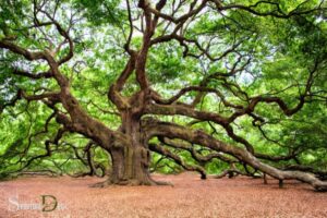What is the Spiritual Meaning of a Tree?