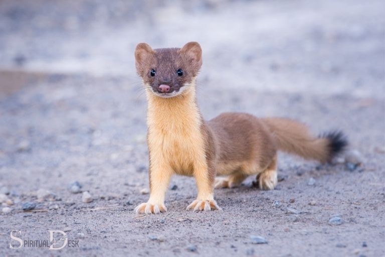 what is the spiritual meaning of a weasel