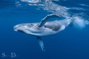 What is the Spiritual Meaning of a Whale?