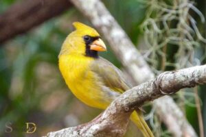 What is the Spiritual Meaning of a Yellow Cardinal? Balance!