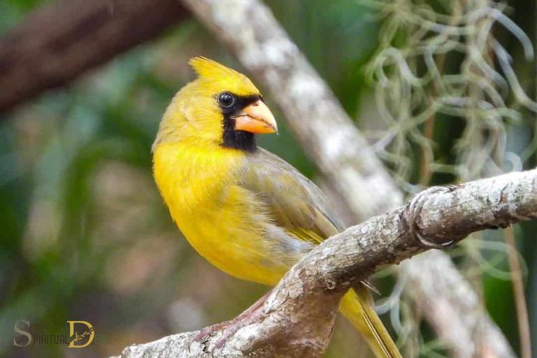 what is the spiritual meaning of a yellow cardinal