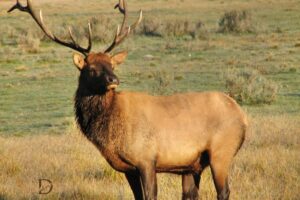 What is the Spiritual Meaning of an Elk? Strength!