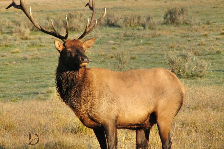 what is the spiritual meaning of an elk