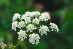 What is the Spiritual Meaning of Angelica? Protection!