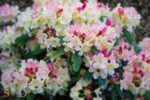 What is the Spiritual Meaning of Azaleas?