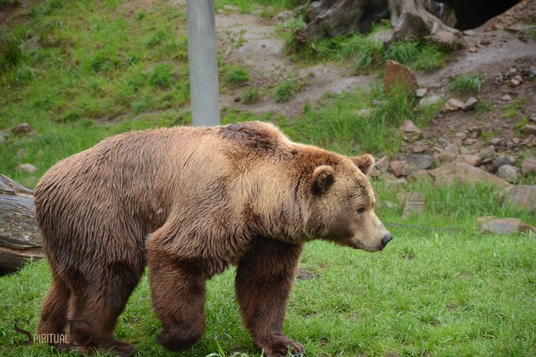 what-is-the-spiritual-meaning-of-bears-strength-courage