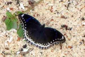 What is the Spiritual Meaning of Black Butterflies?  Rebirth