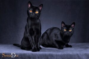 What is the Spiritual Meaning of Black Cats? Mystery!