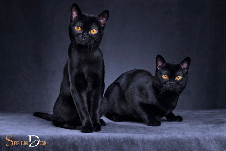 what is the spiritual meaning of black cats