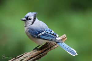 What is the Spiritual Meaning of Blue Jays?