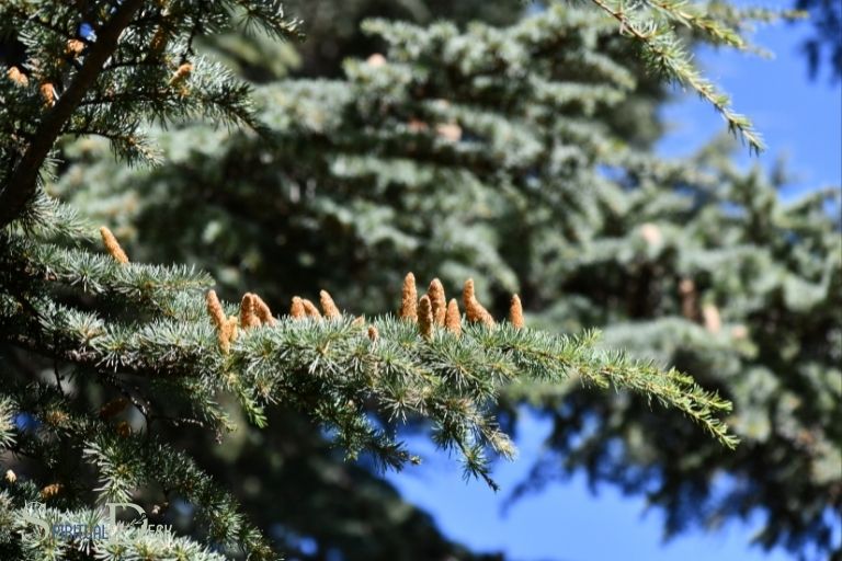 what is the spiritual meaning of cedar