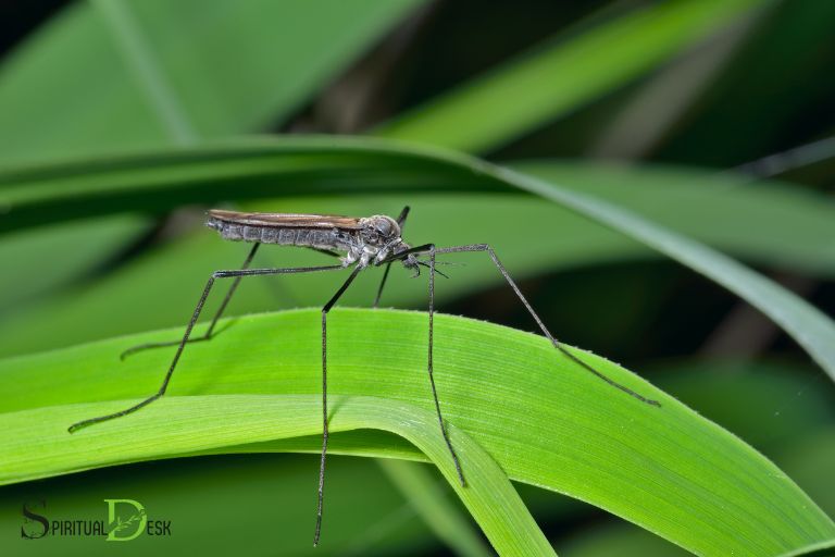 what is the spiritual meaning of daddy long legs